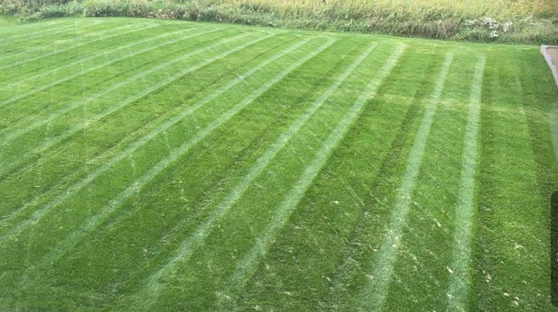 Photo of a green lawn in a backyard.